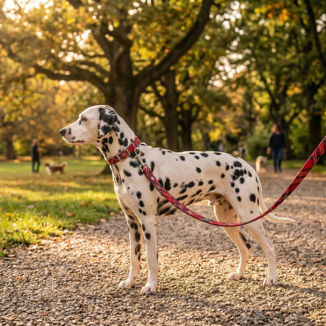 19abbae2c988569d7aad1b23d05abe73