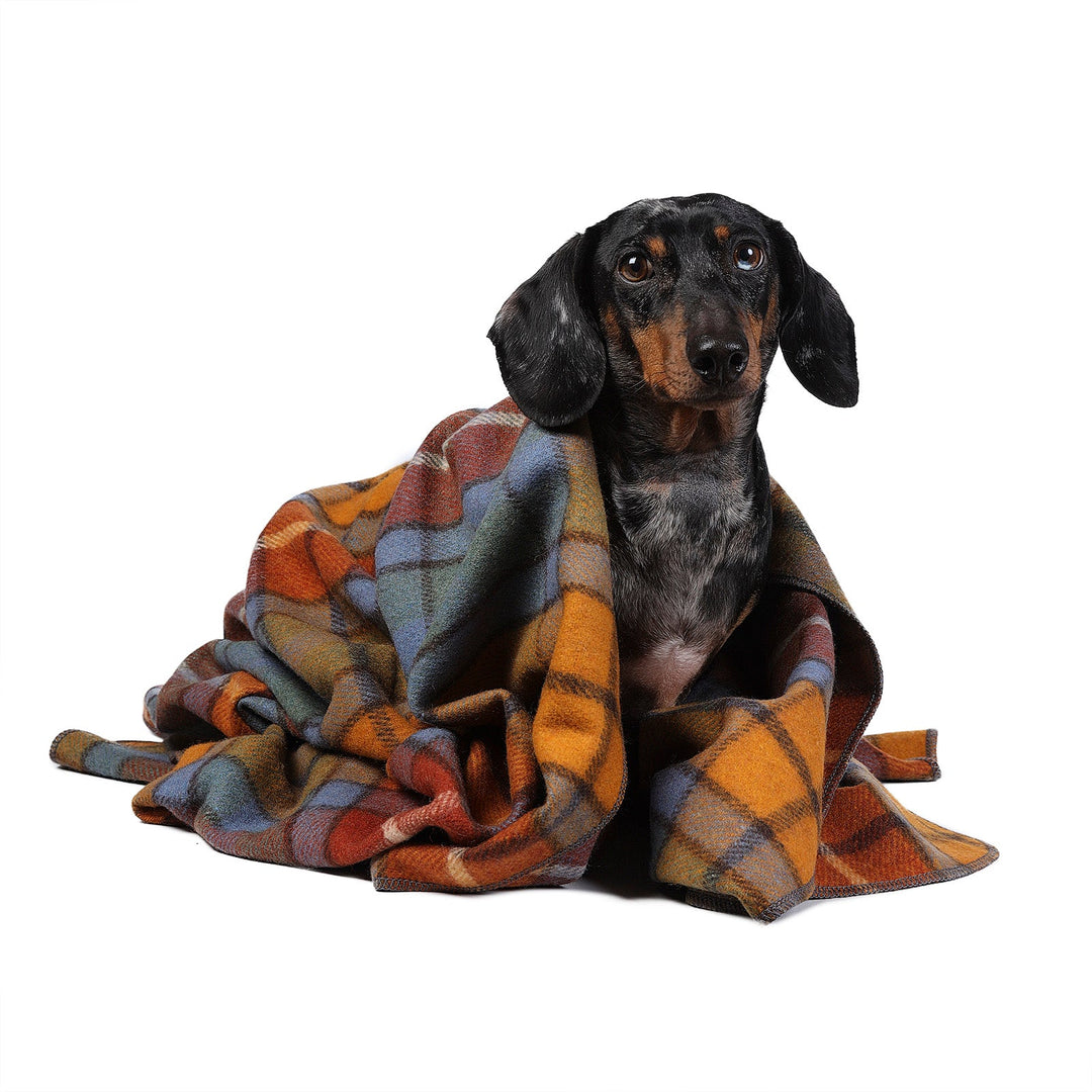Tartan Tails – Recycled Wool Pet Blanket for Dogs &amp; Cats - BUCHANAN ANTIQUE