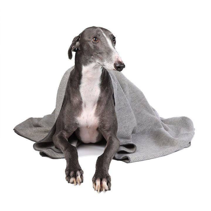 Herringbone Pet Blanket Grey Medium - Dunedin Cashmere